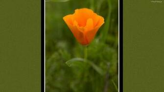 California Poppy Wallpaper