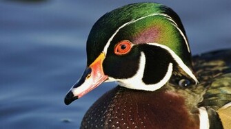 Wood Duck Wallpaper