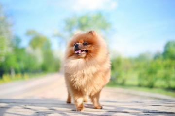 My Pomeranian HD Wallpaper New Tab Theme Mystart
