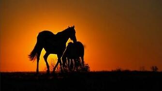 Free download Horses In The Sunset Wallpapers Gallery [1218x752] for