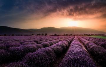 Wallpaper Field The Sun Sunset Flowers Mountains Lavender