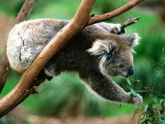 On October By Stephen Comments Off Koala Wallpaper HD