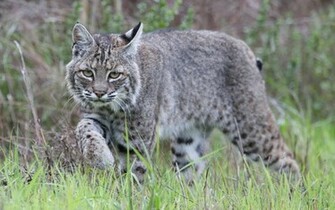 Lynx Wallpaper
