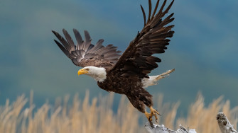 Eagle 4k HD Wallpaper Image