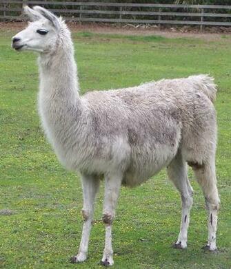 File Name Awesome Llama HD Wallpaper