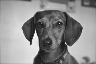 Black And White Dachshund Movdata
