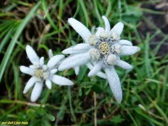 Edelweiss Wallpaper Flower Dreams