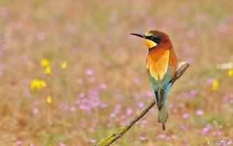 Wallpaper Animal Spring Flowers And Birds