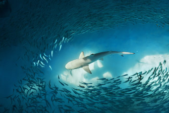 Underwater Fish Animal Shark 4k Ultra HD Wallpaper