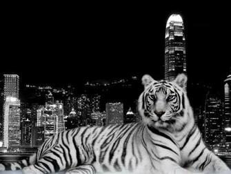 White Tiger HD Wallpaper