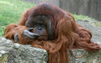 Animal Orangutan Wallpaper