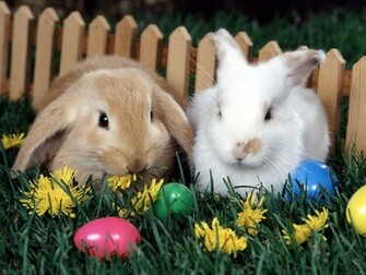 Rabbits Wallpaper Cute Animal Gallery