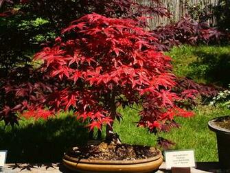 Japanese Maple Wallpaper Desktop