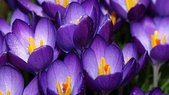 Purple Crocus Wallpaper