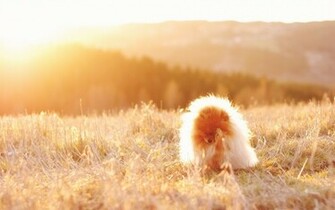 Animal Pomeranian Wallpaper