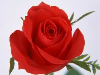 Nature Flowers Rose Red