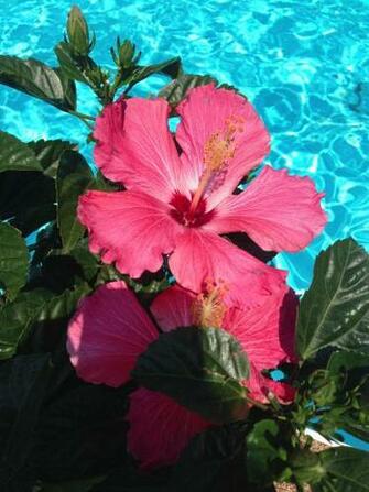 Beautiful Hibiscus By The Pool B L O M In Flower