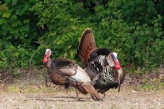 Wild Turkey