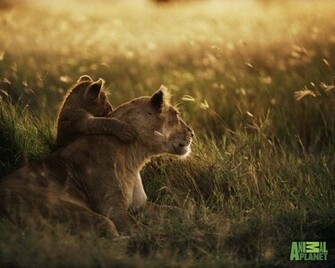 Animal Planet Wallpaper Lion