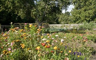 Cartoon Flower Garden Wallpaper