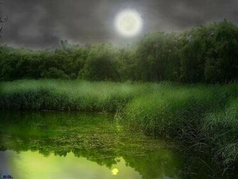 Swamp Wallpaper