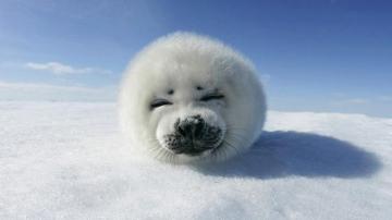 Funny Animal HD Wallpaper For