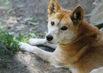 Dingo Pictures Quality HD Fcc455