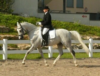 Dressage Wallpaper