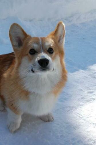 Samu A Handsome Corgi From Finland Dogs