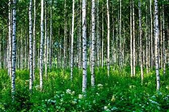 Wallpaper Forest Trees Birch Grass Flowers Summer