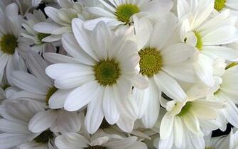 Cute Flower Hq Desktop Wallpaper Jpg