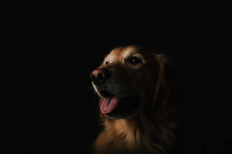 Animal Dog 4k Ultra HD Wallpaper