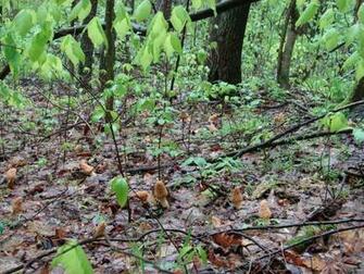 Gallery Yellow Morel Mushrooms