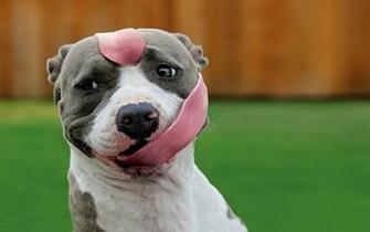 Cute Pitbull Wallpaper High Definition Quality Widescreen