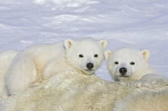 Polar Bear HD Wallpaper For iPhone Ios Bears