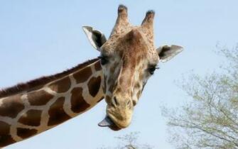 Funny Animal