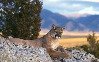 Lion Wallpaper Mountain
