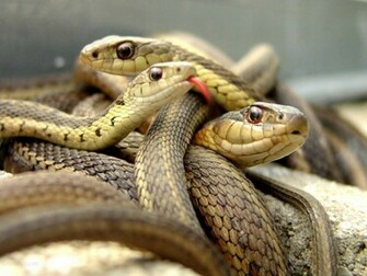 Beautiful Wild Animals Desktop Wallpaper Photography Cool