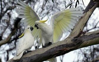 Cockatoo Modern 4k Ultra HD Wallpaper Bsnscb
