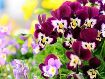 Pansy Flowers Wallpaper HD Pictures One