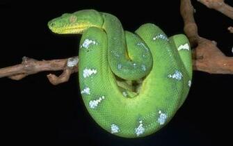 Emerald Tree Boa HD Wallpaper Background Image