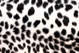 Animal Fur Wallpaper On