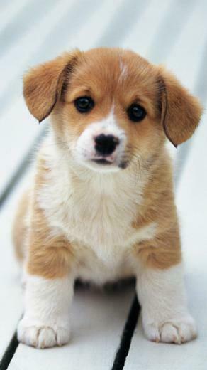 Love Dog Nokia X6 8gb Wallpaper Entertainment Center