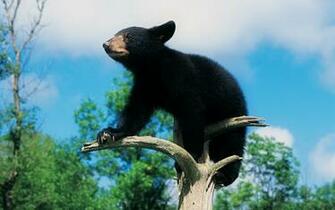 Black Bear Cub Wallpaper Ibackgroundwallpaper