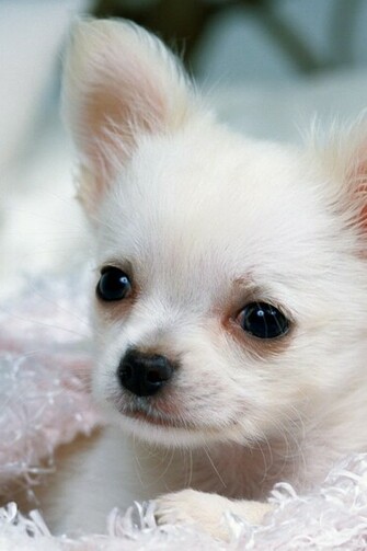 Click Select Set As Desktop Background Wallpaper Animals Dogs