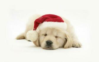 Christmas Pets HD Wallpaper In