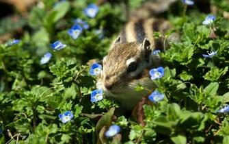 High Definition Desktop Wallpaper Of Chipmunk Picture Spring Field