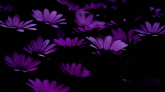 Dark Purple Collage Aesthetic Wallpaper