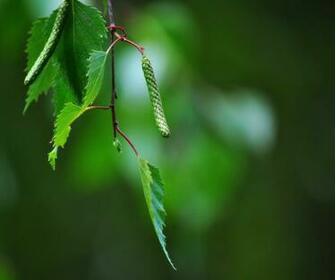 High Quality Wallpaper Of Kidney Birch Leaf Branch