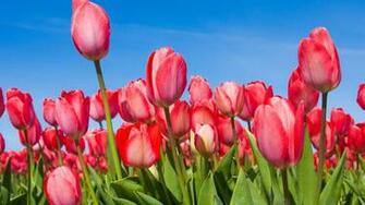 Nature Wallpaper Desktop Spring Flower With Red Tulips HD